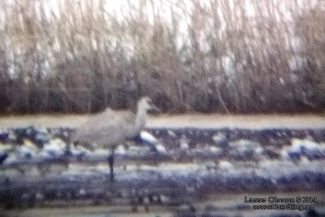 PRÄRIETRANA / SANDHILL CRANE (Grus canadensis)