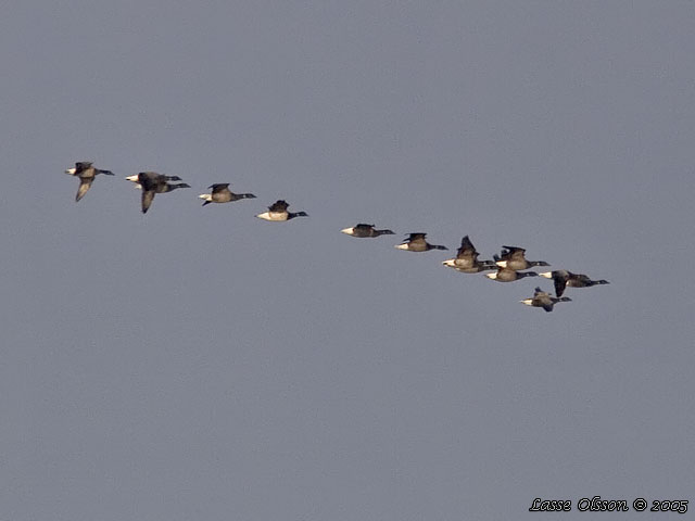 PRUTGS / BRANT GOOSE (Branta bernicla)