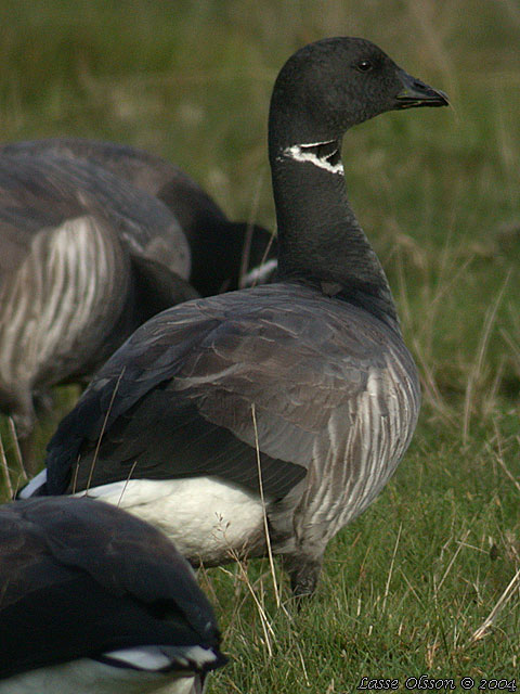 PRUTGS / BRANT GOOSE (Branta bernicla)