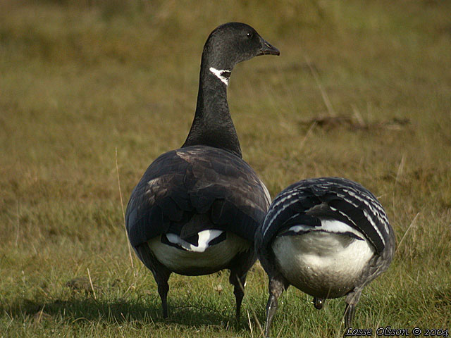 PRUTGS / BRANT GOOSE (Branta bernicla)