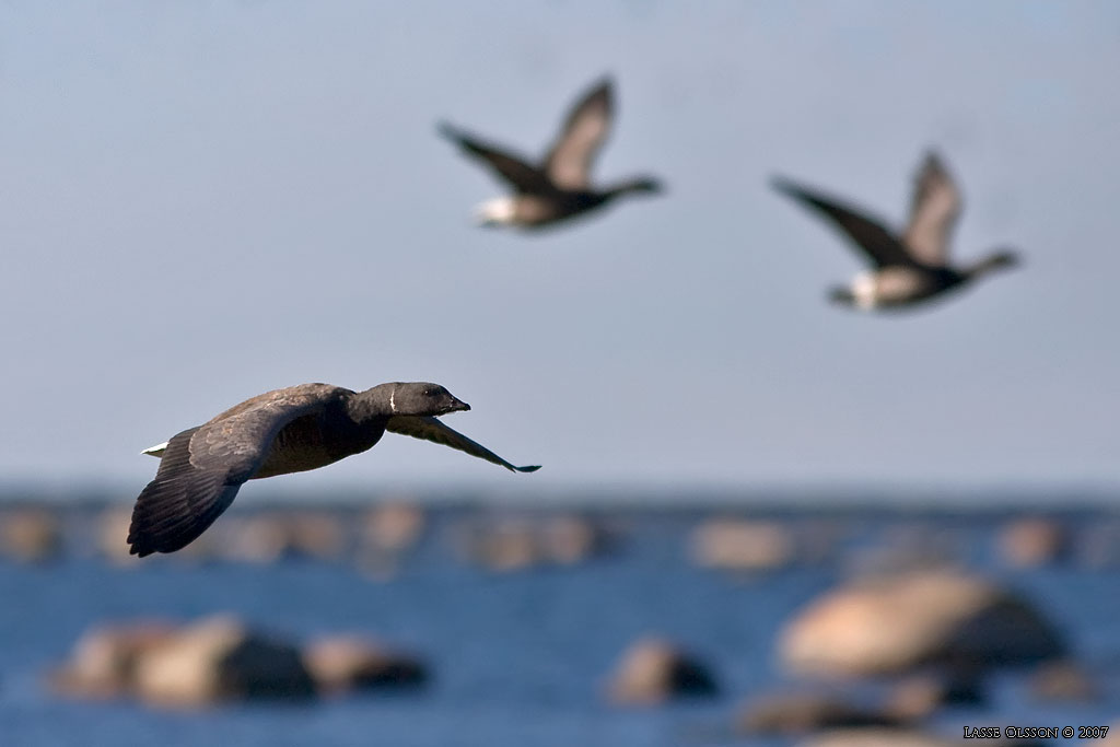 PRUTGS / BRENT GOOSE (Branta bernicla) - Stng / Close