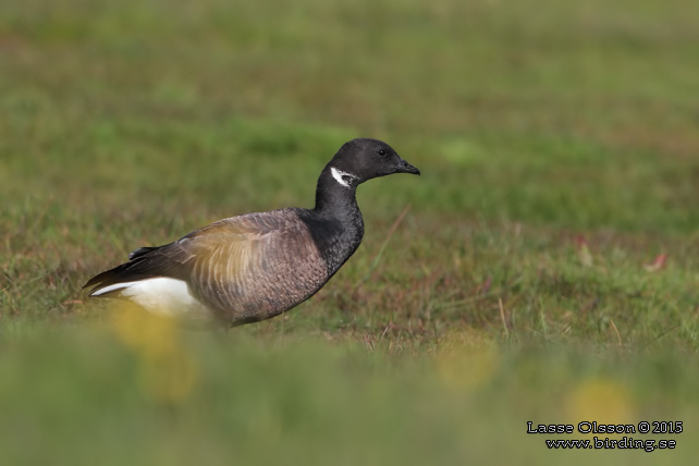 PRUTGÅS / BRENT GOOSE (Branta bernicla) - stor bild / full size