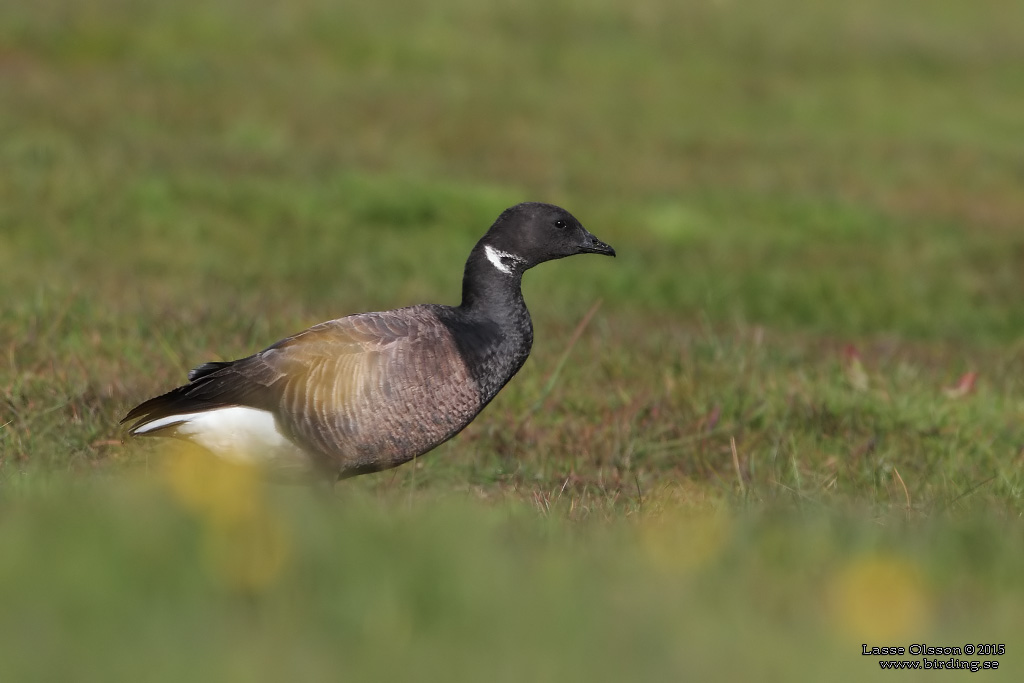 PRUTGS / BRENT GOOSE (Branta bernicla) - Stng / Close