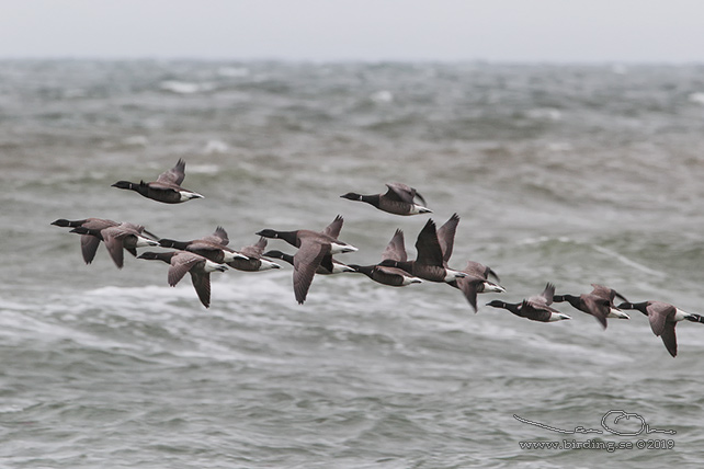 PRUTGÅS / BRENT GOOSE (Branta bernicla) - stor bild / full size