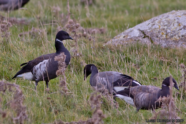 SVARTBUKIG PRUTGS / BLACK BRENT  (Branta bernicla ssp. nigricans) - stor bild / full size