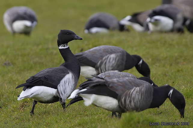 SVARTBUKIG PRUTGS / BLACK BRENT  (Branta bernicla ssp. nigricans) - stor bild / full size