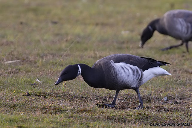 SVARTBUKIG PRUTGS / BLACK BRENT  (Branta bernicla ssp. nigricans) - stor bild / full size