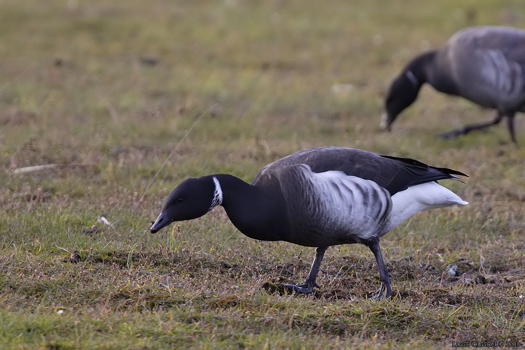 SVARTBUKIG PRUTGS / BLACK BRENT  (Branta bernicla ssp. nigricans) - Stng / Close