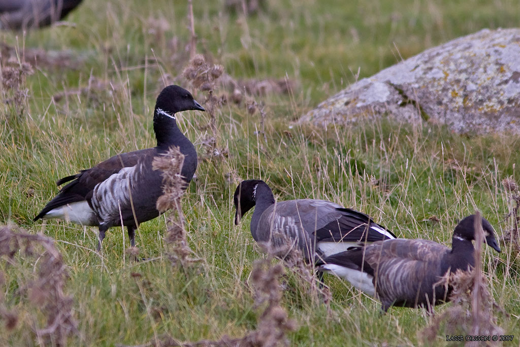 SVARTBUKIG PRUTGS / BLACK BRENT  (Branta bernicla ssp. nigricans) - Stng / Close