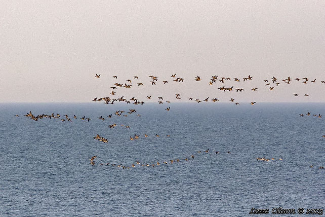 PRUTGS / BRANT GOOSE (Branta bernicla)