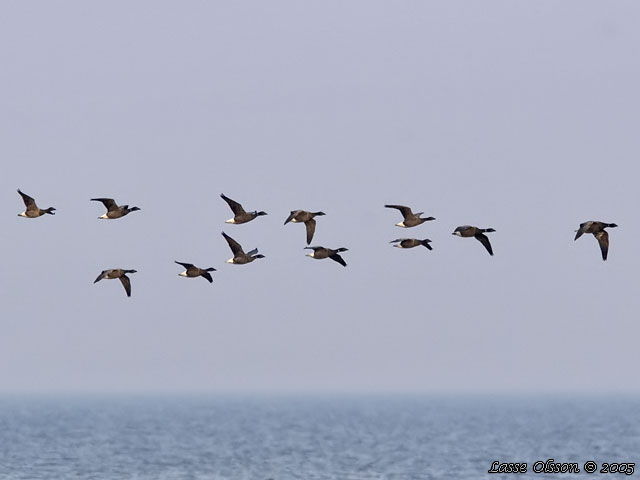 PRUTGS / BRANT GOOSE (Branta bernicla)