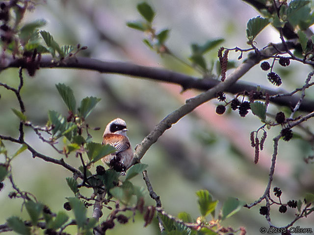 PUNGMES / EURASIAN PENDULINE TIT (Remiz pendulinus)