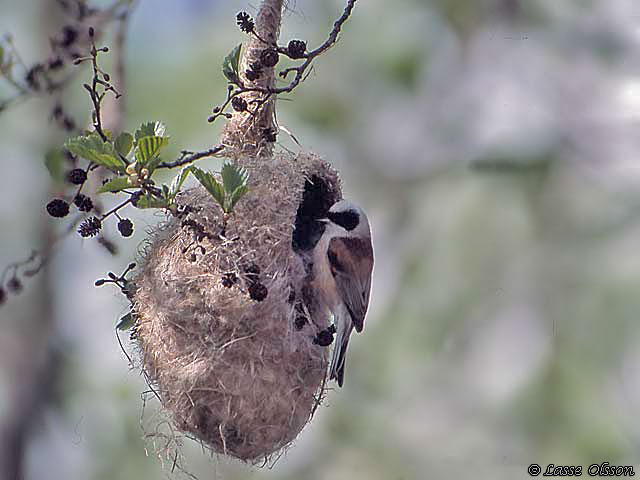 PUNGMES / EURASIAN PENDULINE TIT (Remiz pendulinus)