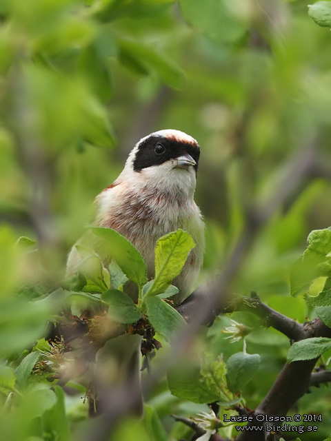 PUNGMES / EURASIAN PENDULINE TIT (Remiz pendulinus)