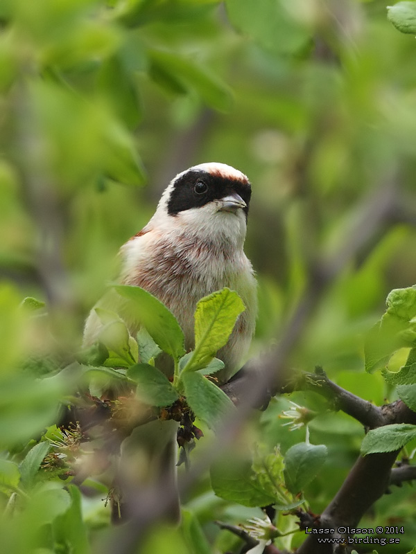 PUNGMES / EURASIAN PENDULINE TIT (Remiz pendulinus) - Stng / Close