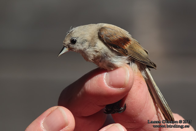 PUNGMES / EURASIAN PENDULINE TIT (Remiz pendulinus)