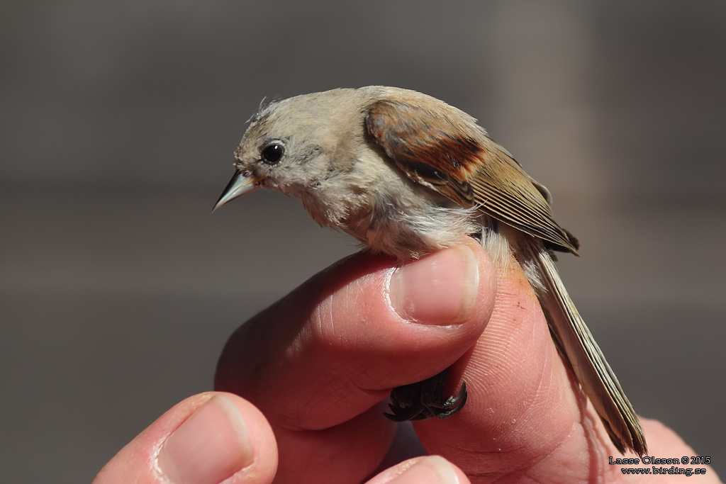 PUNGMES / EURASIAN PENDULINE TIT (Remiz pendulinus) - Stng / Close