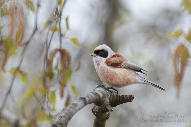 PUNGMES / EURASIAN PENDULINE TIT (Remiz pendulinus)