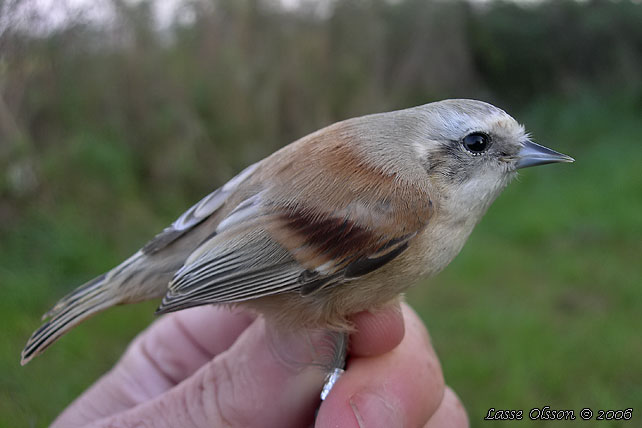 PUNGMES / EURASIAN PENDULINE TIT (Remiz pendulinus) - 1k / 1cy