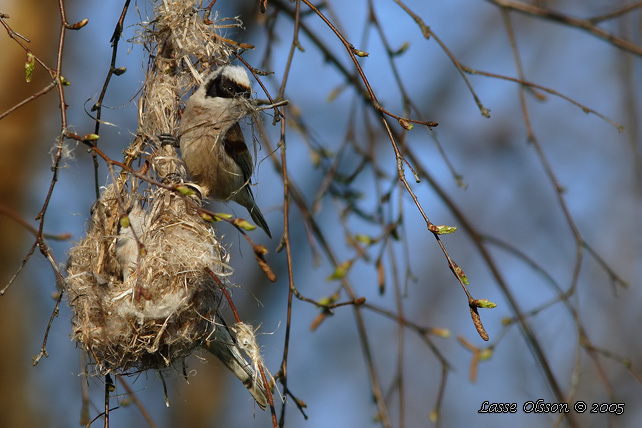 PUNGMES / EURASIAN PENDULINE TIT (Remiz pendulinus)