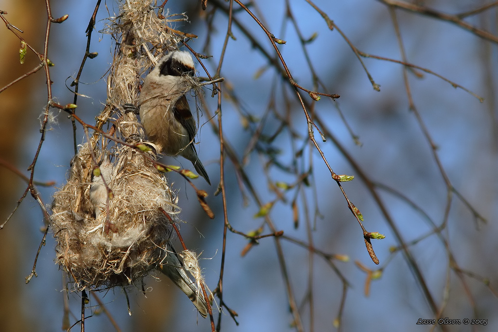 PUNGMES / EURASIAN PENDULINE TIT (Remiz pendulinus) - Stng / Close