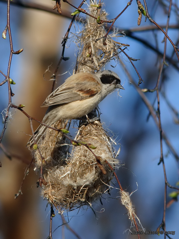 PUNGMES / EURASIAN PENDULINE TIT (Remiz pendulinus) - Stng / Close