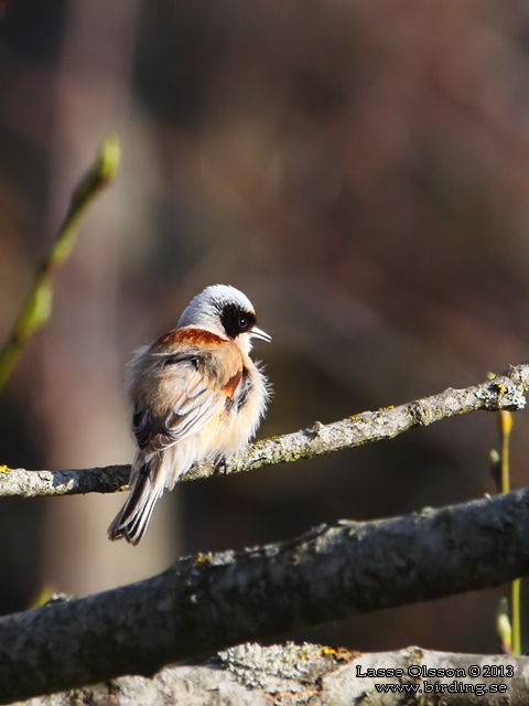 PUNGMES / EURASIAN PENDULINE TIT (Remiz pendulinus)