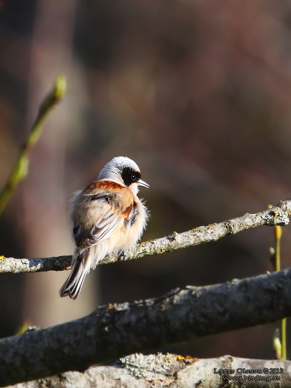 PUNGMES / EURASIAN PENDULINE TIT (Remiz pendulinus) - Stng / Close