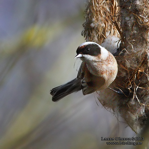 PUNGMES / EURASIAN PENDULINE TIT (Remiz pendulinus)