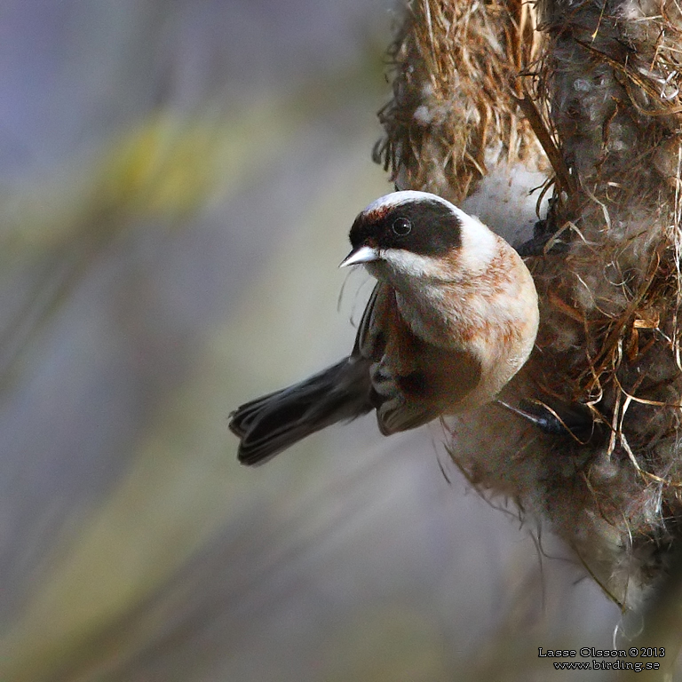 PUNGMES / EURASIAN PENDULINE TIT (Remiz pendulinus) - Stng / Close