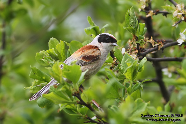 PUNGMES / EURASIAN PENDULINE TIT (Remiz pendulinus)