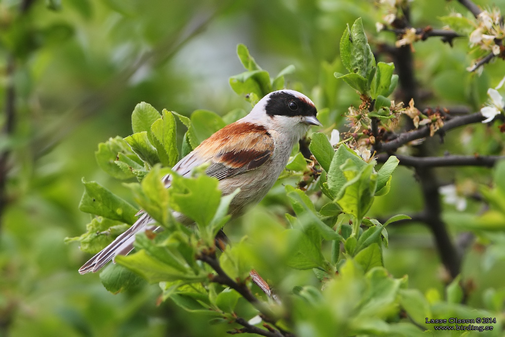 PUNGMES / EURASIAN PENDULINE TIT (Remiz pendulinus) - Stng / Close