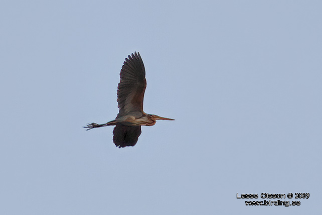 PURPURHGER / PURPLE HERON (Ardea purpurea)