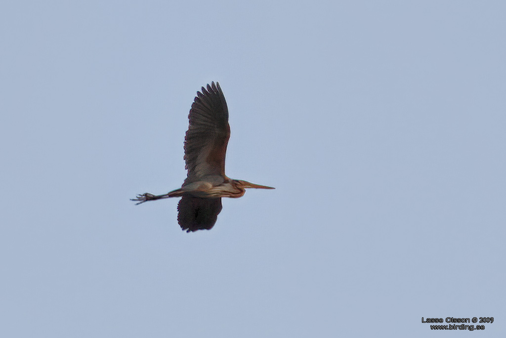 PURPURHGER / PURPLE HERON (Ardea purpurea) - Stng / Close