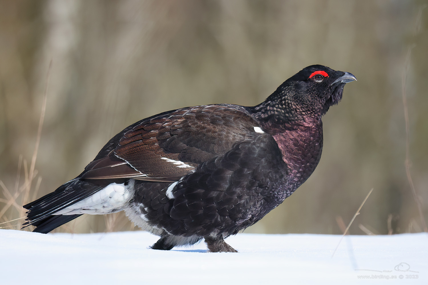 RACKELHANE (Tetrao tetrix X urogallus) - Stng / Close