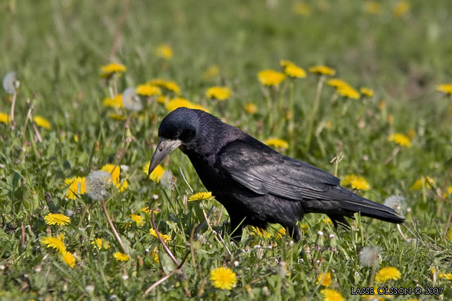 RKA / ROOK (Corvus frugilegus)