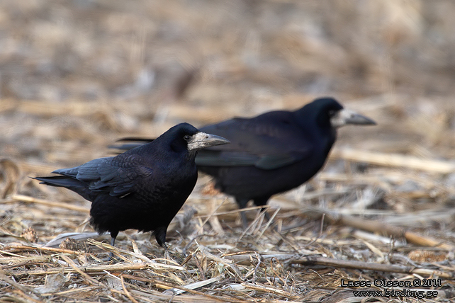 RKA / ROOK (Corvus frugilegus) - stor bild / full size