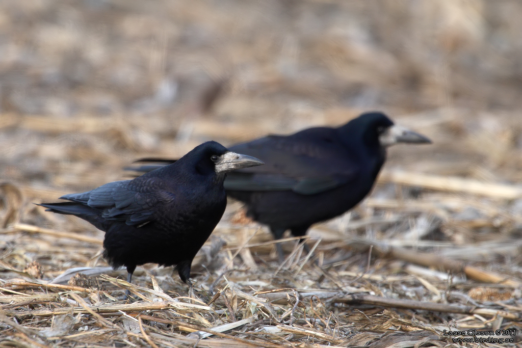 RKA / ROOK (Corvus frugilegus) - Stng / Close