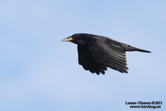 RÅKA / ROOK (Corvus frugilegus) - stor bild / full size