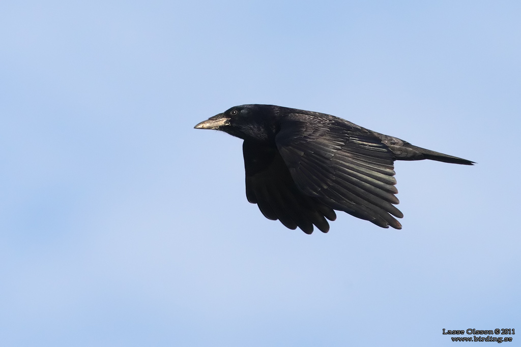 RKA / ROOK (Corvus frugilegus) - Stng / Close