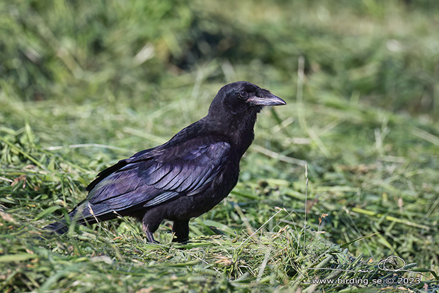 RÅKA / ROOK (Corvus frugilegus) - stor bild / full size