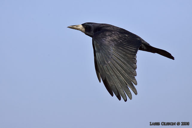 RKA / ROOK (Corvus frugilegus) - stor bild / full size