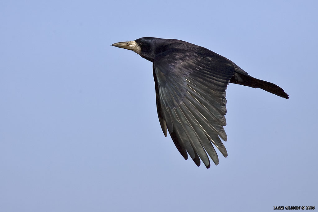 RKA / ROOK (Corvus frugilegus) - Stng / Close