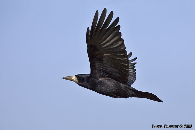 RKA / ROOK (Corvus frugilegus) - stor bild / full size