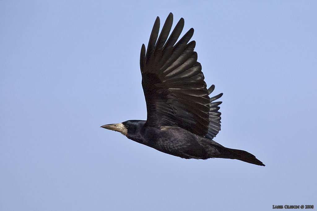 RKA / ROOK (Corvus frugilegus) - Stng / Close