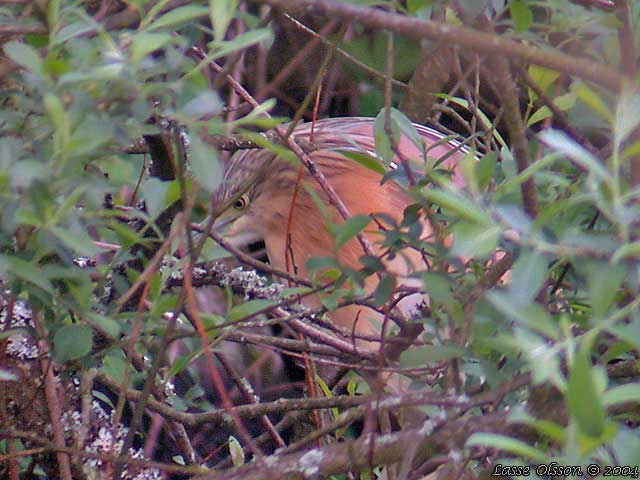 RALLHGER / SQUACCO HERON (Ardeola ralloides)