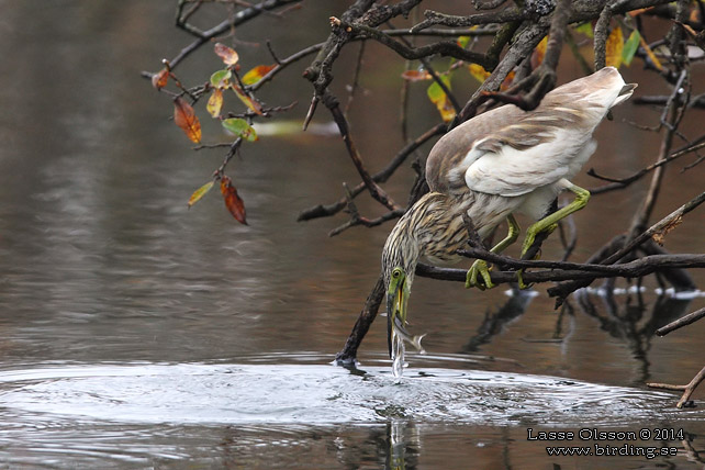 RALLHÄGER / SQUACCO HERON (Ardeola ralloides) - STOR BILD / FULL SIZE