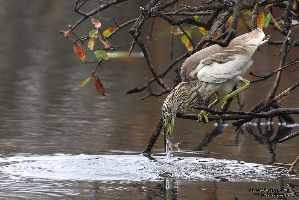 RALLHGER / SQUACCO HERON (Ardeola ralloides) - Stng / Close