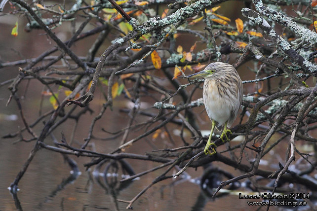 RALLHÄGER / SQUACCO HERON (Ardeola ralloides) - STOR BILD / FULL SIZE