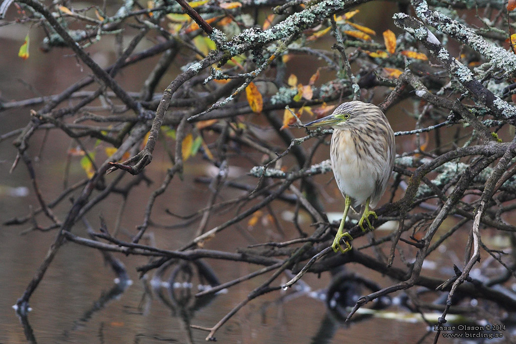 RALLHGER / SQUACCO HERON (Ardeola ralloides) - Stng / Close